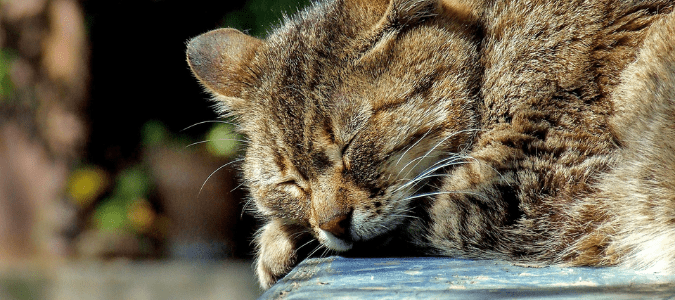 a cat with a rare case of heartworms