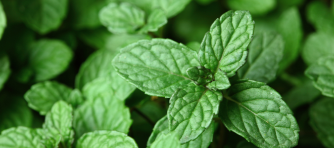an herb in a garden