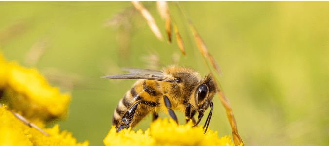 a honey bee on a flower