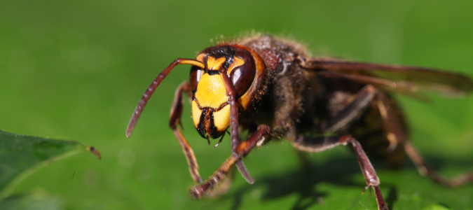 a hornet