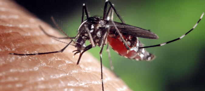 a mosquito biting someone