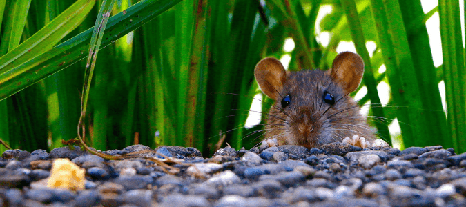 a mouse in a yard