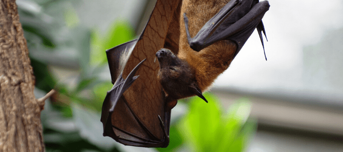 a bat sleeping outside.