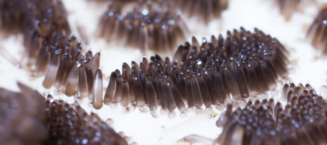 mosquito eggs