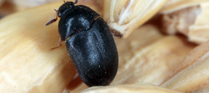 a carpet beetle