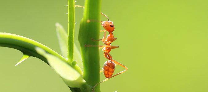 a fire ant on a rose stem