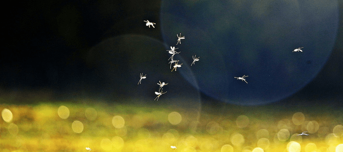 mosquitoes flying around a yard
