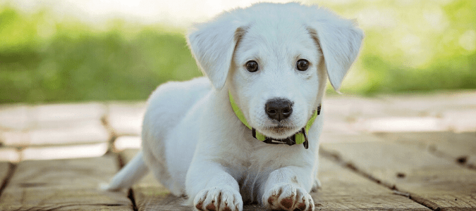 a puppy with fleas