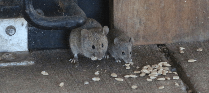 two brown mice eating crumbs