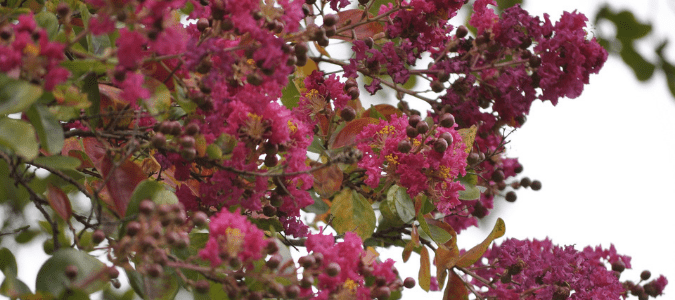 a large pink crape myrtle tree