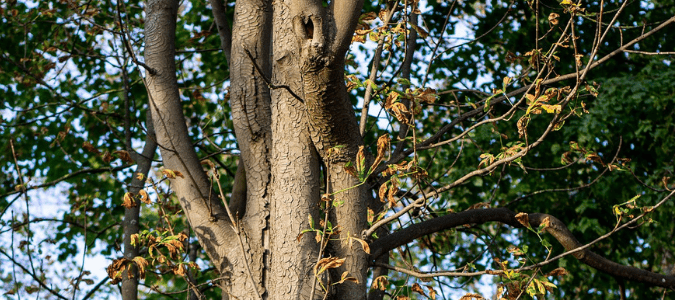 a dormant tree