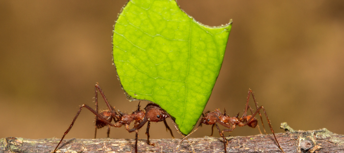 a leafcutter ant holding a leaf
