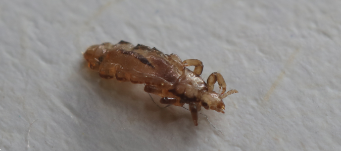 lice