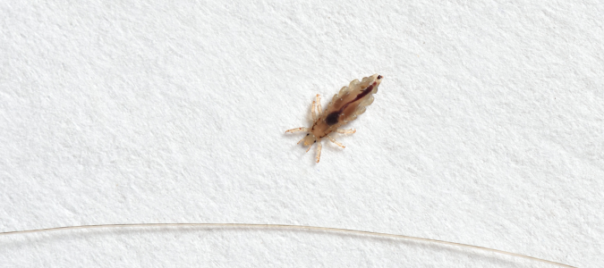 lice
