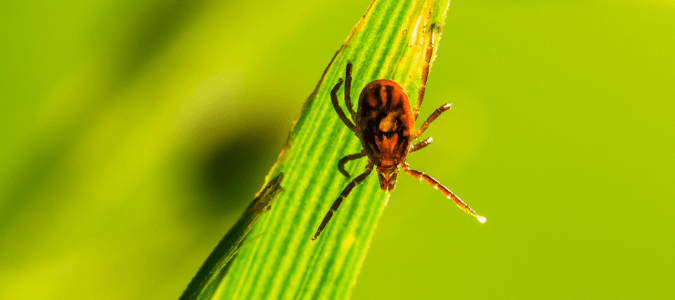 a lone star tick