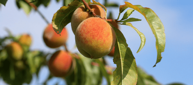 a peach tree which is a low maintenance fruit tree