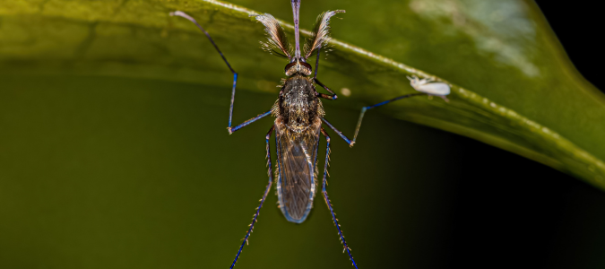 a male mosquito