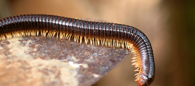 a millipede