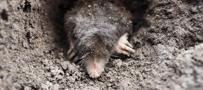 a gopher