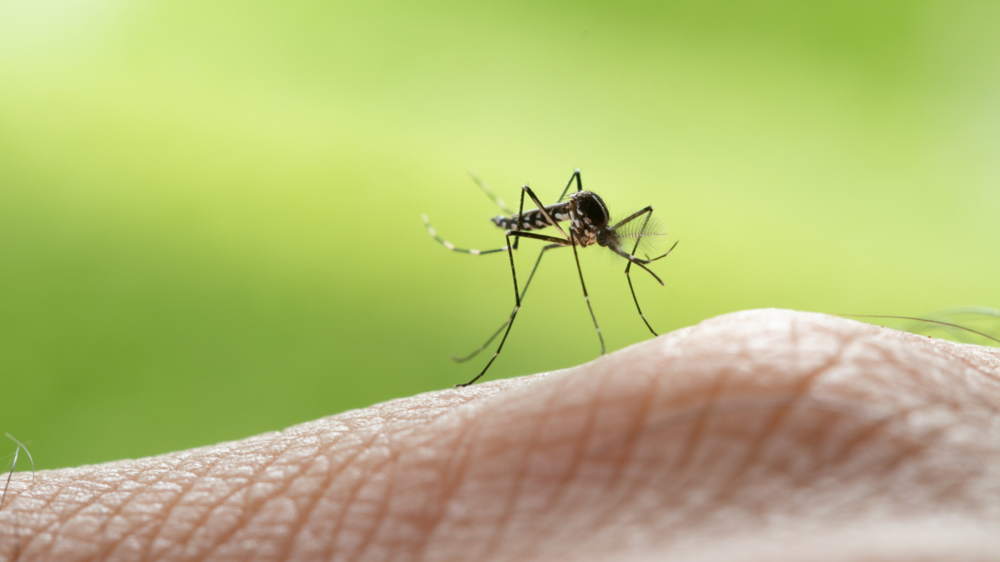 Mosquito Extermination Services: ABC Home And Commercial Services