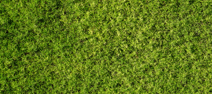 moss