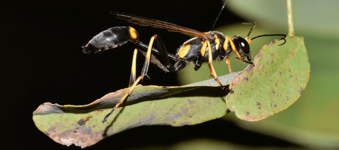 a mud dauber wasp on a leaf