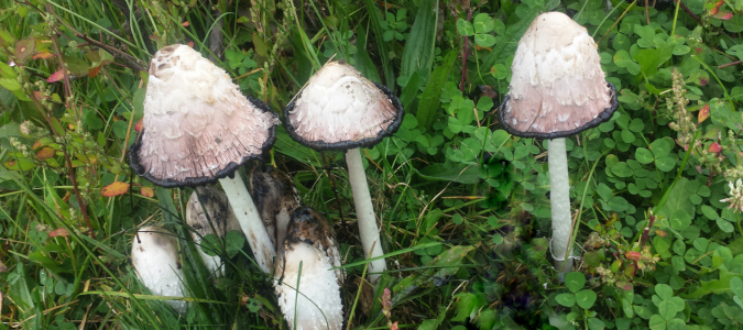 mushrooms in a yard