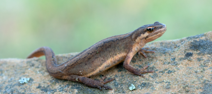a newt