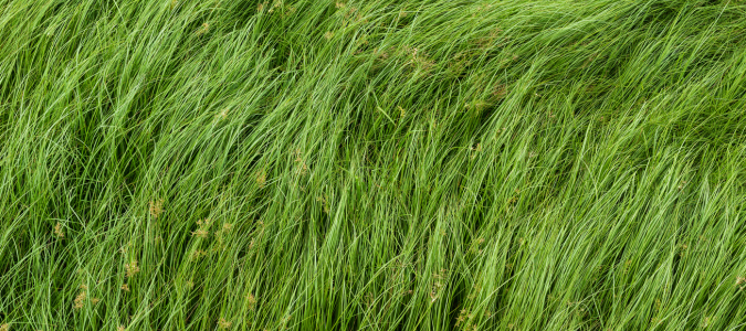 nutsedge