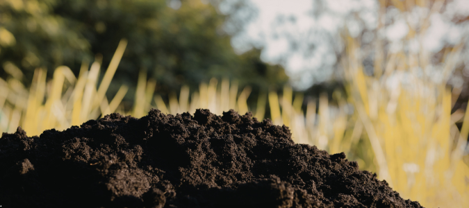 healthy soil