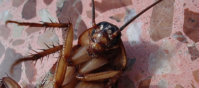 palmetto bugs featured img