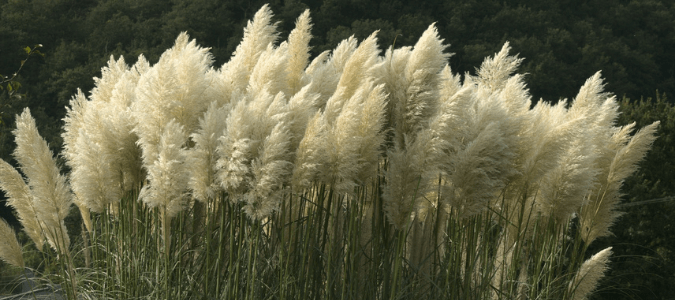 pampas grass
