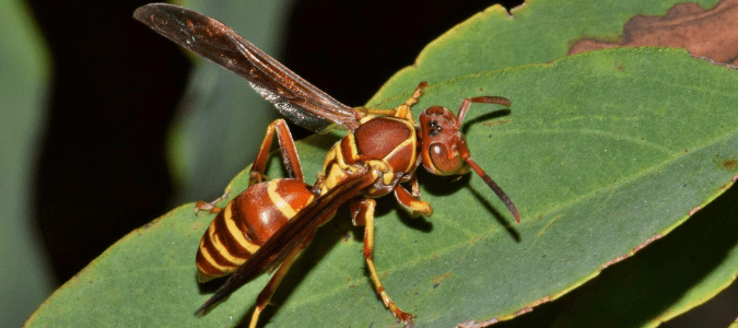 a paper wasp