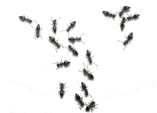 Pest Management