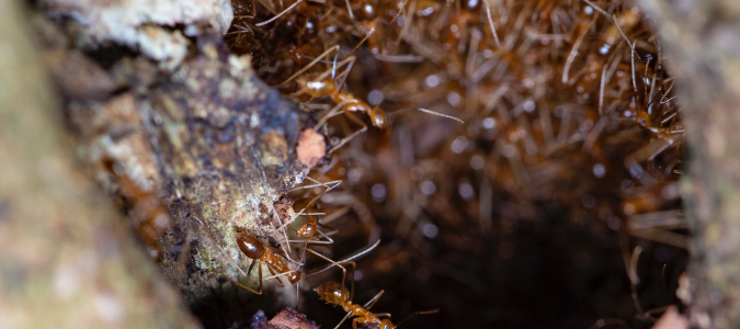 pharaoh ants in their nest