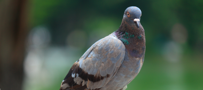 a pigeon