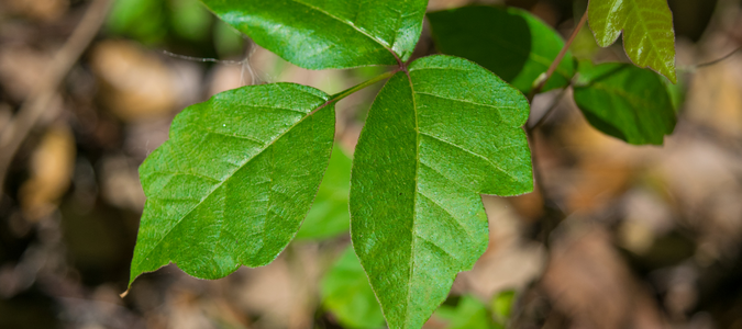 poison ivy