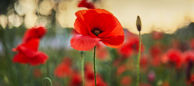 poppies
