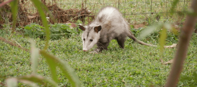 a possum in someone's backyard