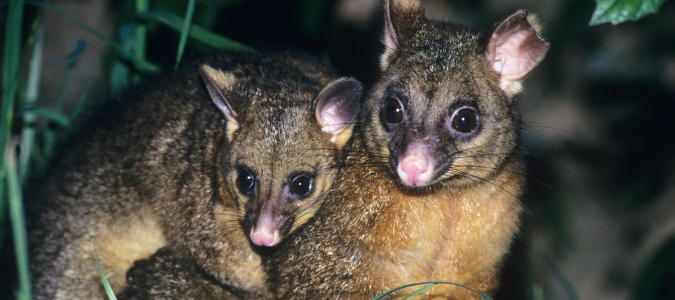 possums