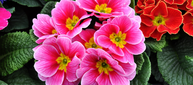 winter primrose