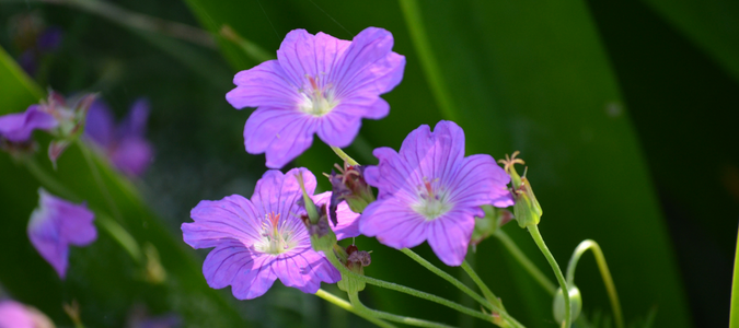 purple weeds in grass