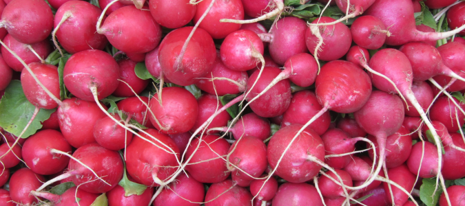 radishes