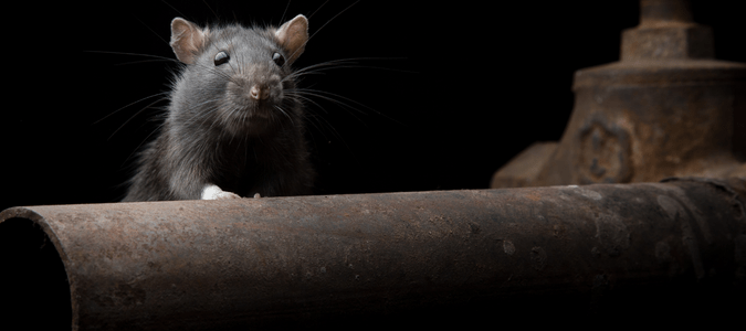 a rat