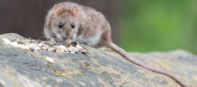 a rat