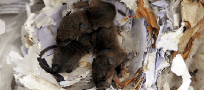 rats in a nest