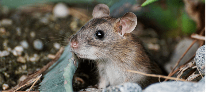a mouse