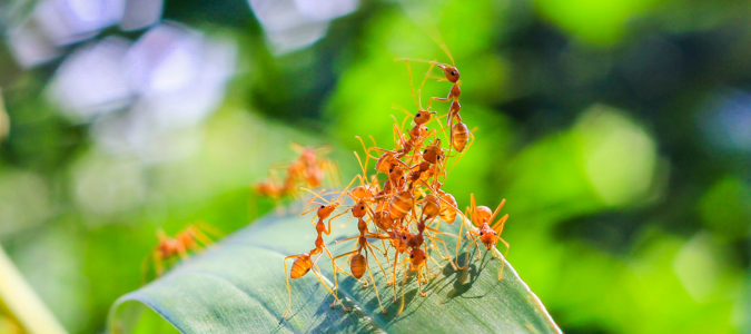 red ants on a leaf