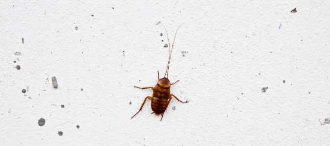 a roach on a wall