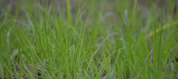 ryegrass